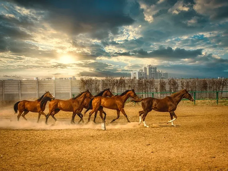 Central Park Clover Floors horses at the township's riding stable