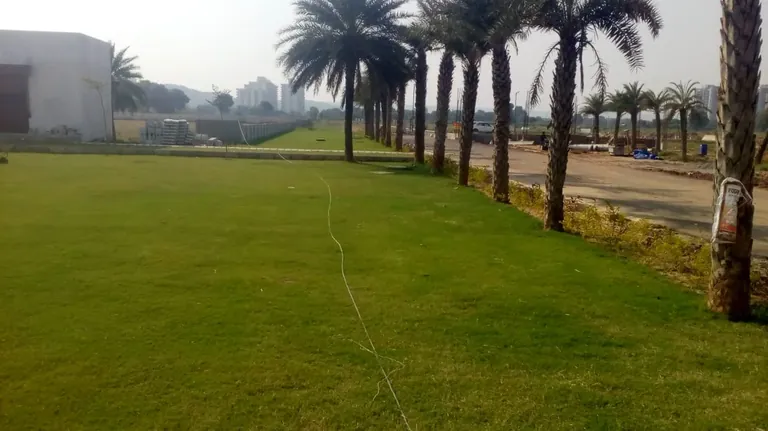 Pyramid Spring Valley palm-lined lawn